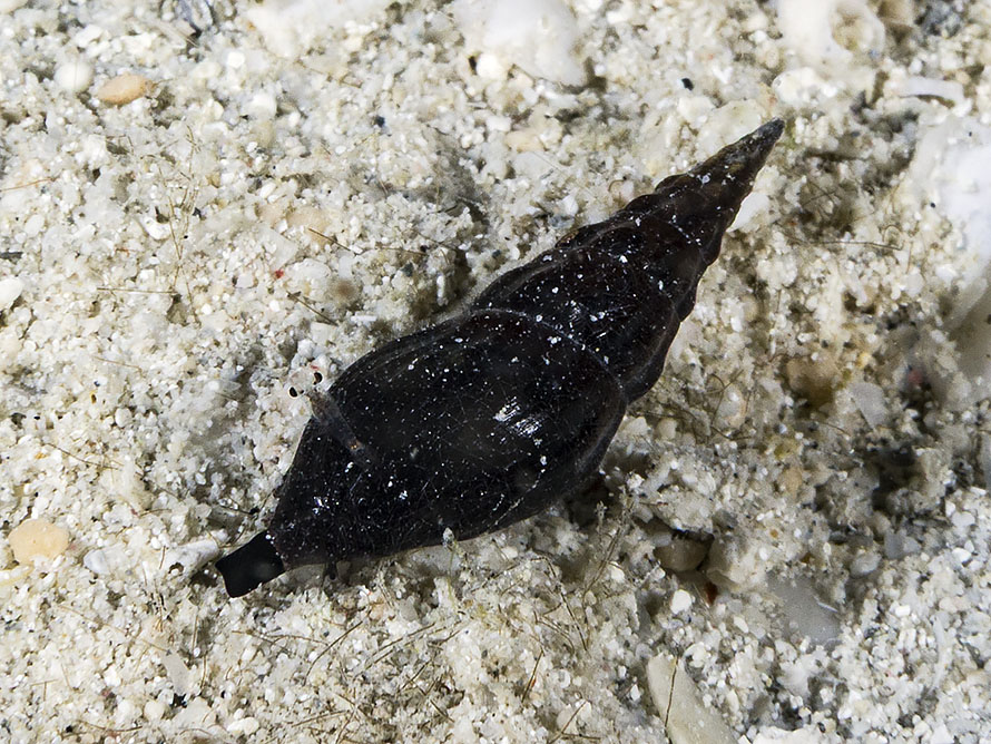 Crassispira sp. A